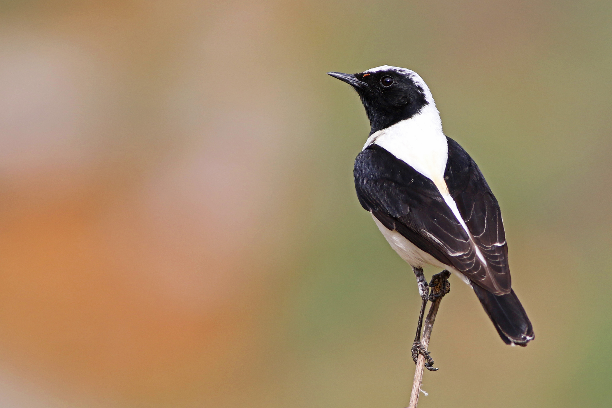 Black-eared Wheatear — Ana fotoğraf